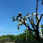 Timberhawk Tree Service