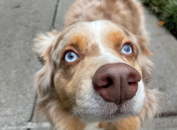 Trails and Tails Dog Walking - Seattle, WA. Pretty little goof!