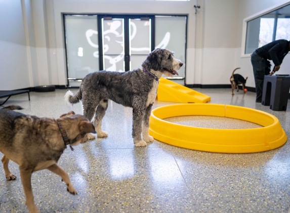 Playful Pack - Fairfax Station, VA