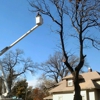 Affordable Tree Service gallery