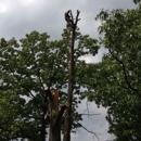 Tree Trimming Services & More LLC - Tree Service