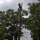 Tree Trimming Services & More LLC