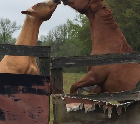 Phillips Farm Stables - Fayetteville, GA