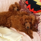 Marjo Poodles