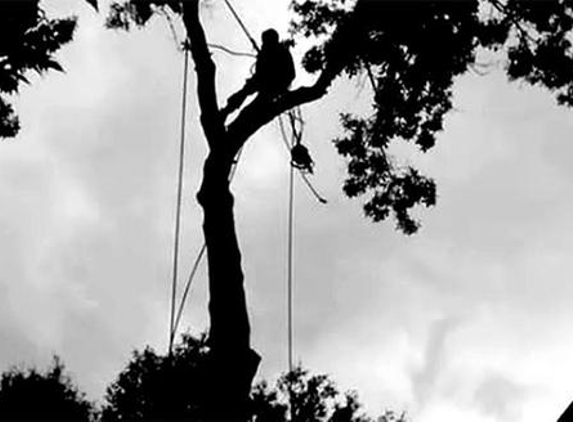 Tree Work - Chesapeake, VA