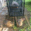 Nocturnal Wildlife Control LLC - Pest Control Services