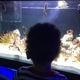 San Antonio Aquarium