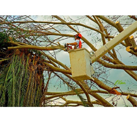 Steve Daley Tree Services - Swanhaven, NSW