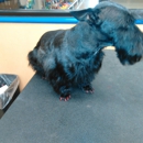 Petsense by Tractor Supply - Pet Stores