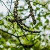 Advanced Tree Care gallery