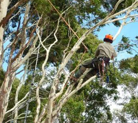 Forest & Garden Tree Services - Grassmere, VIC. Tree Lopping Is Our Specialty