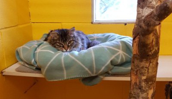 Longford Park Boarding Kennels - Longford, TAS. Longford Park Kennels & Cattery - Cattery 2