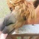 Rainbow's End Alpacas - Livestock Dealers