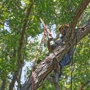 Omni Tree Service, Inc.