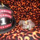 Firehouse Chihuahuas