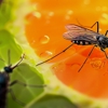 Am-Tadco Termite Control gallery