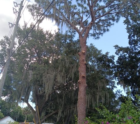 Danny Ray's Tree Service - Leesburg, FL