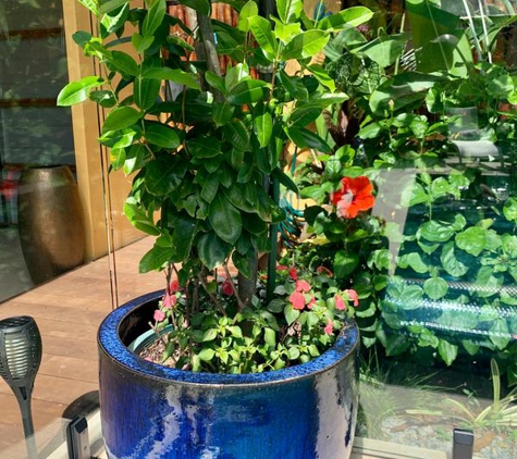 Pots & Ponds - Bungalow, QLD