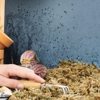 Go Green Pest Solutions gallery