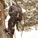 Mike's Tree Service - Stump Removal & Grinding