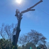Veteran Family Tree Service gallery