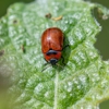 Forrest's Pest Control gallery