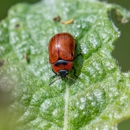Forrest's Pest Control - Pest Control Equipment & Supplies