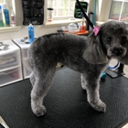 Owasso Dog Grooming by Sara