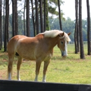 Silver Star Farm - Stables