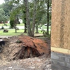 Coleman Stump Removal gallery