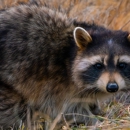 Wildlife Exterminator - Pest Control Services