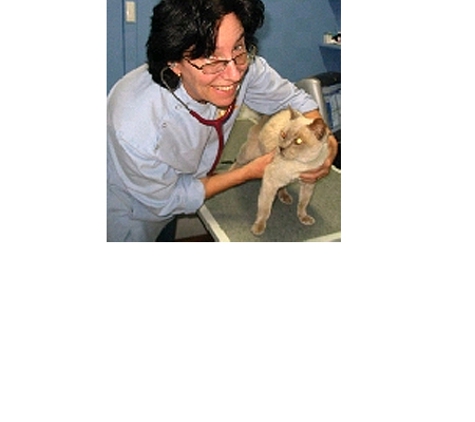 Bondi Junction Veterinary Hospital - Bondi Junction, NSW