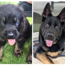 The Lords Shepherds - Pet Breeders