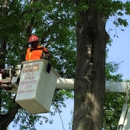 T L C Tree Service - Tree Service