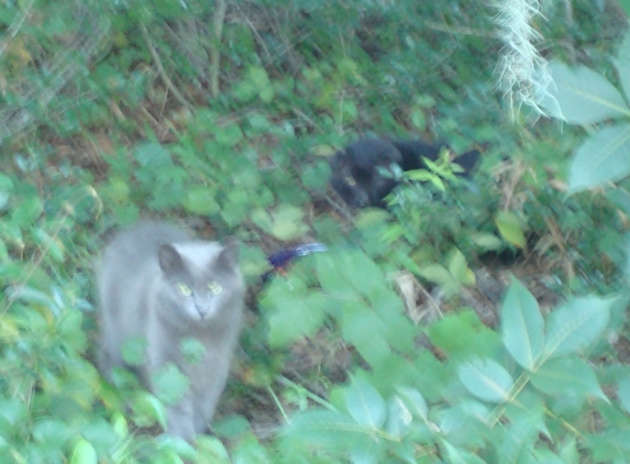 Snake Chaser - Longs, SC. Beautiful grey female (all have been TNR)