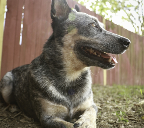 Barks Happy Trails Pet Services - Fort Worth, TX