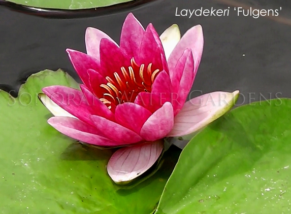 Sonoran Water Gardens - Eloy, AZ