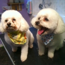 Hillcrest Dog Salon - Pet Grooming