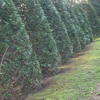 Lawn & Leaf Solutions gallery