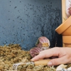 Merriman's Termite & Pest gallery