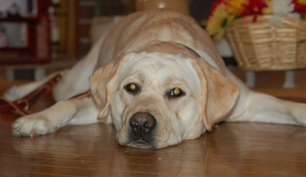 Metropolitan K-9 - Glen Burnie, MD