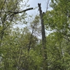 United Tree Services gallery