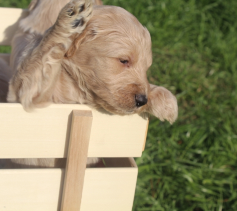 Ivey's Crimson Kennels - Cullman, AL