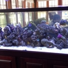 Ryan's Aquarium Maintenance gallery