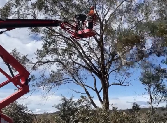High Country Trees - Warwick, QLD