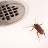 United Pest Solutions gallery
