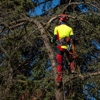 Mikes tree Service gallery