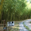 Haiku Bamboo Nursery gallery