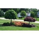 Mondragon Landscape & Gardening