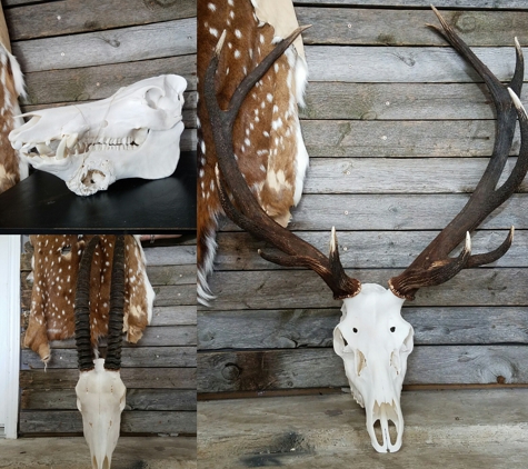 Twisted Hollow -Taxidermy - Arlington, TX